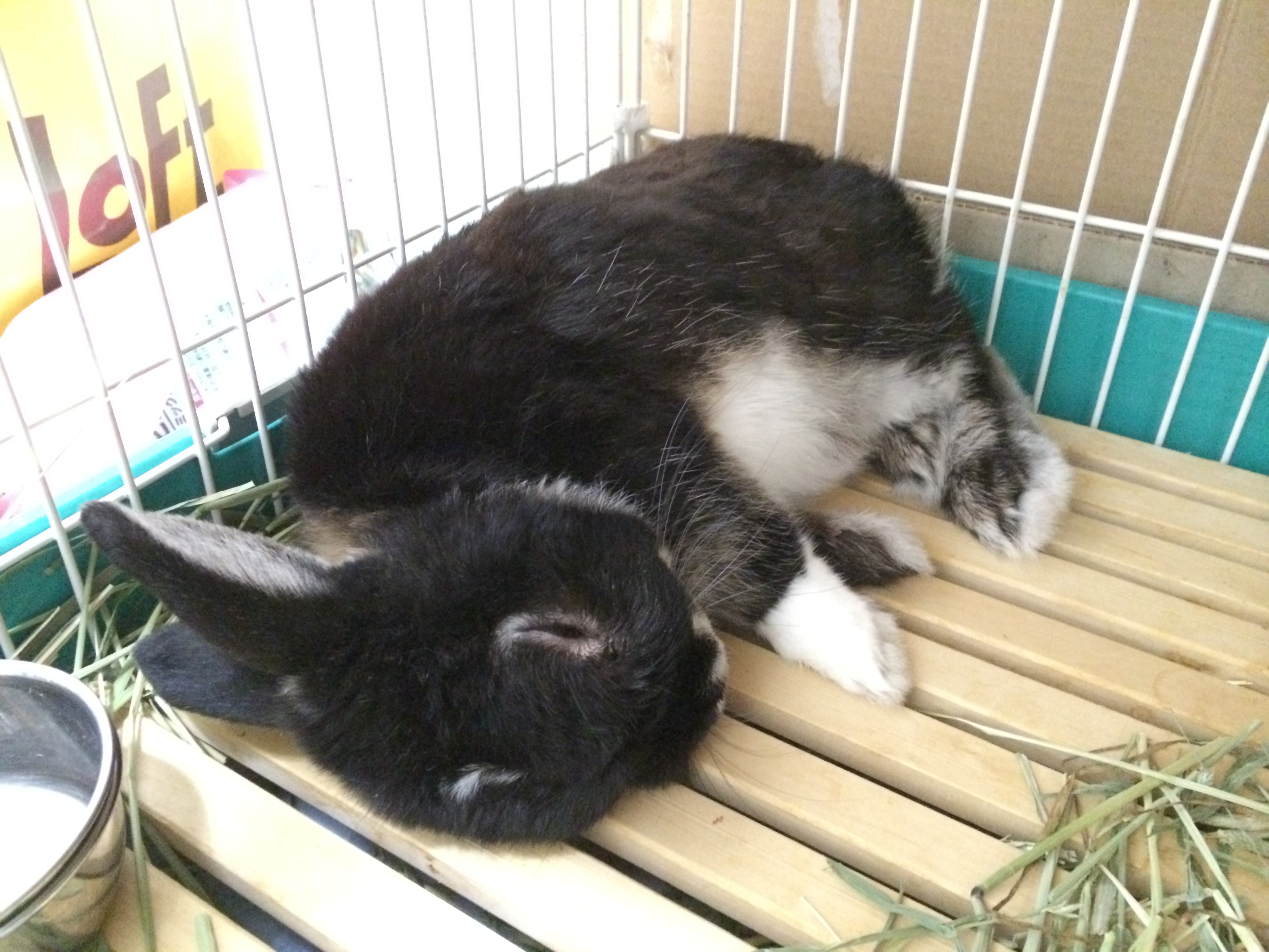 ウサギお昼寝中。